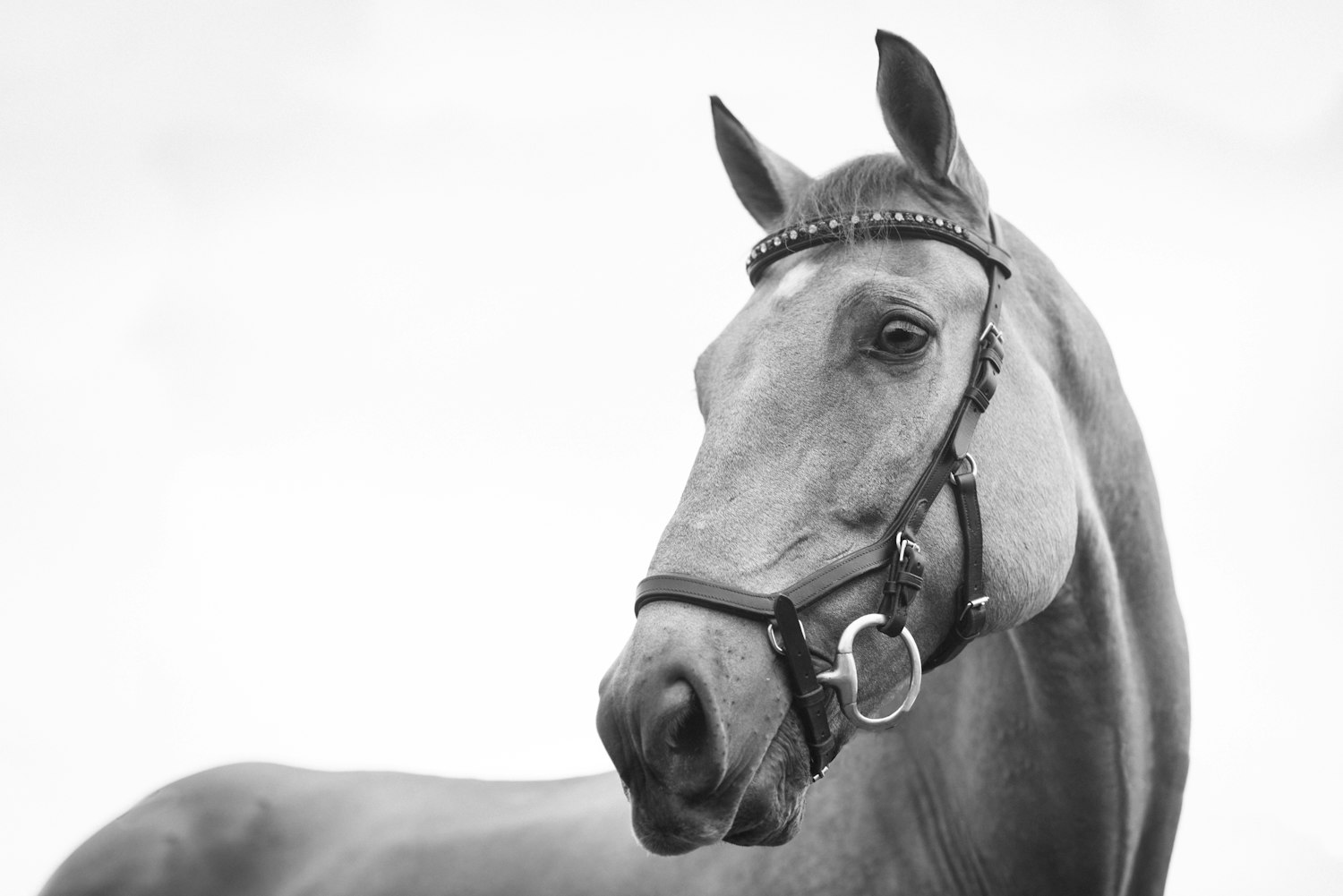 Equestrian